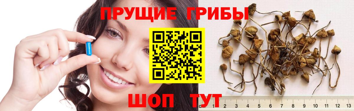 Вятские Поляны  Псилоцибиновые грибы Cubensis  Вход с VPN  Псилоцибиновые грибы MAGIC MUSHROOMS 